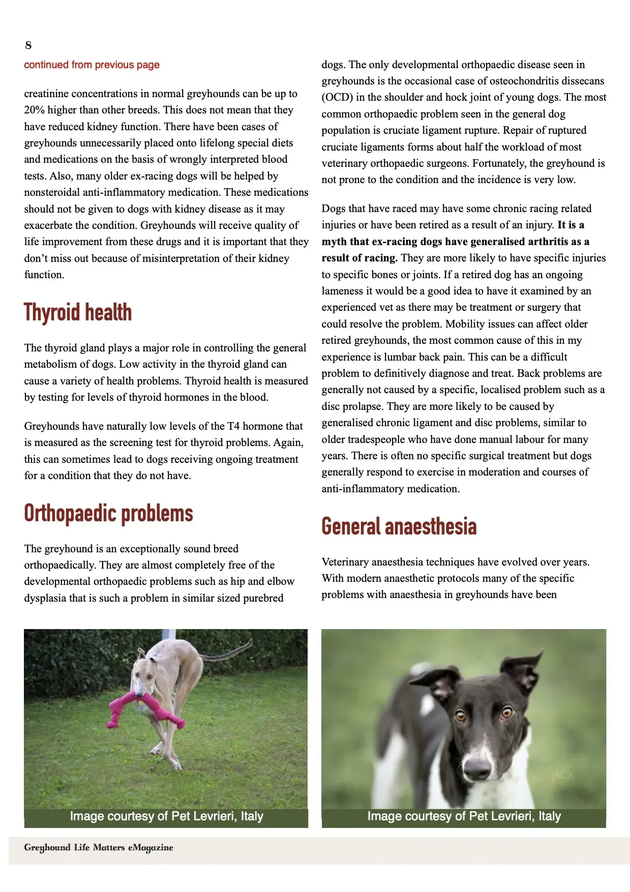 Greyhound Life Matters ISSUE 8 hirez