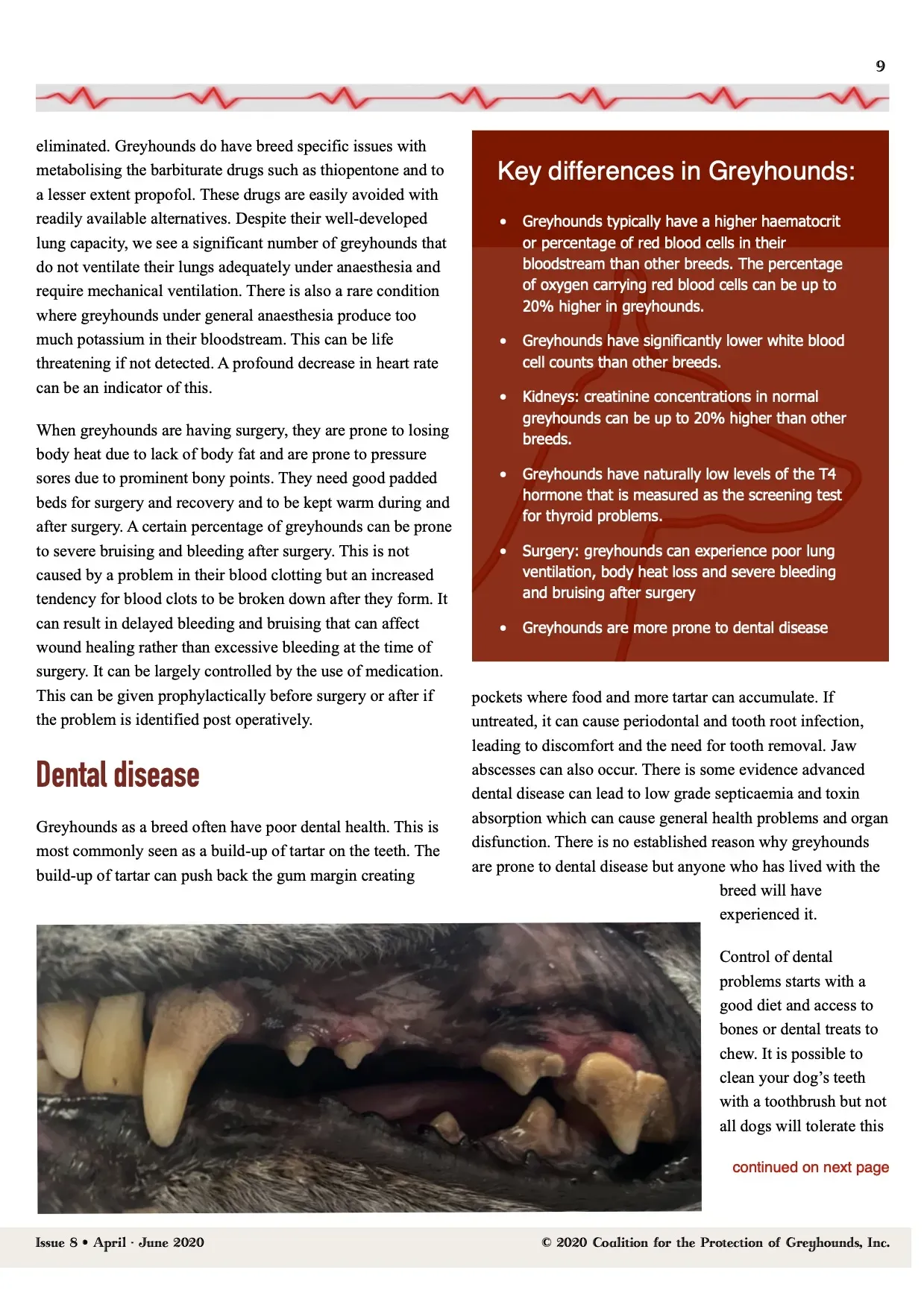 Greyhound Life Matters ISSUE 8 pet levrieri 1