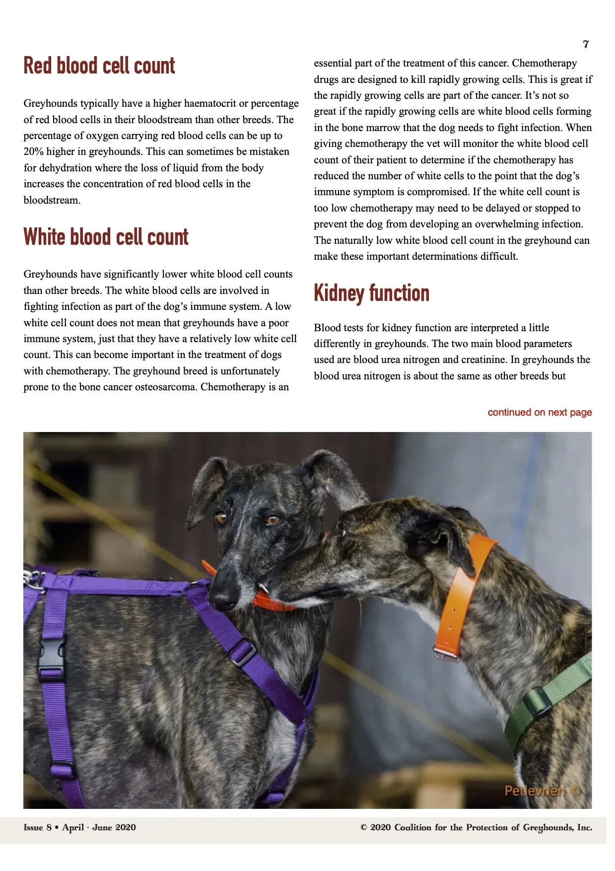 Greyhound Life Matters ISSUE 8 pet levrieri 2