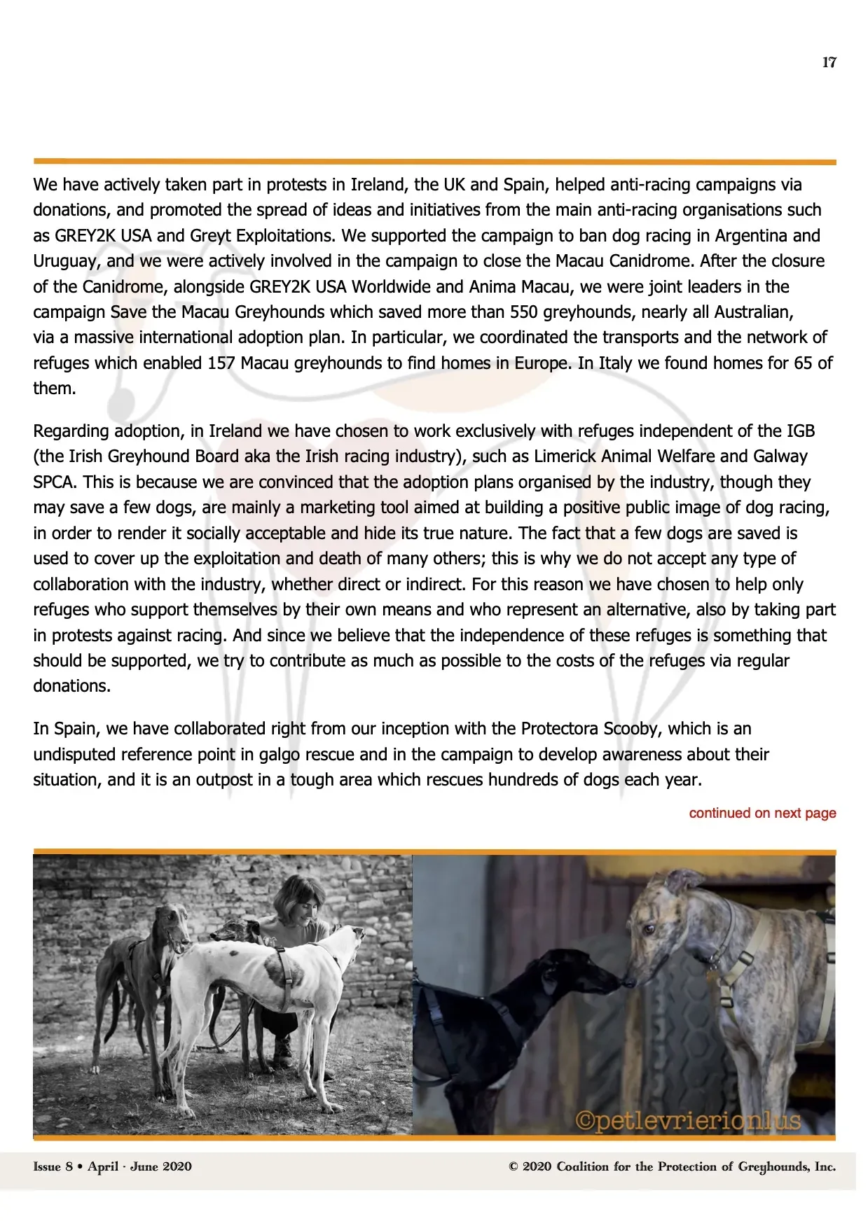 Greyhound Life Matters ISSUE 8 pet levrieri 6