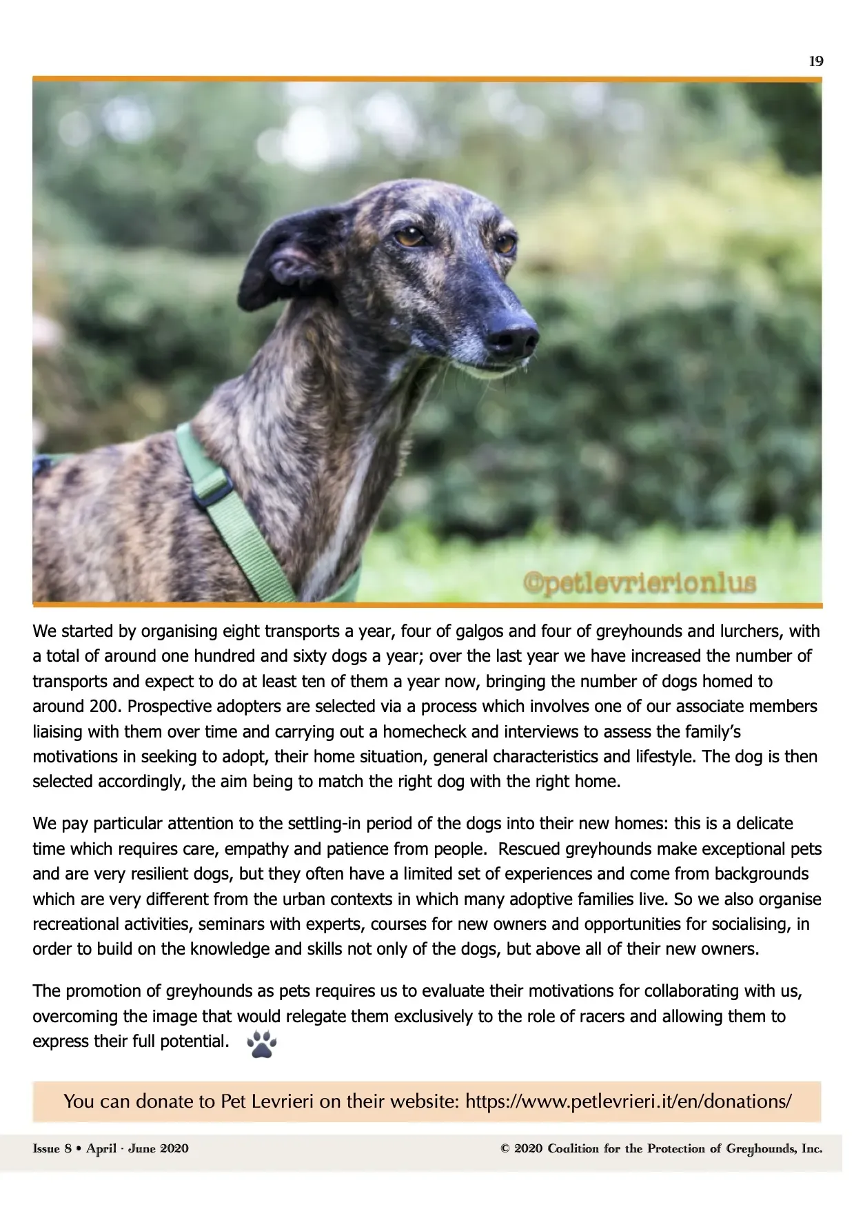 Greyhound Life Matters ISSUE 8 pet levrieri 8