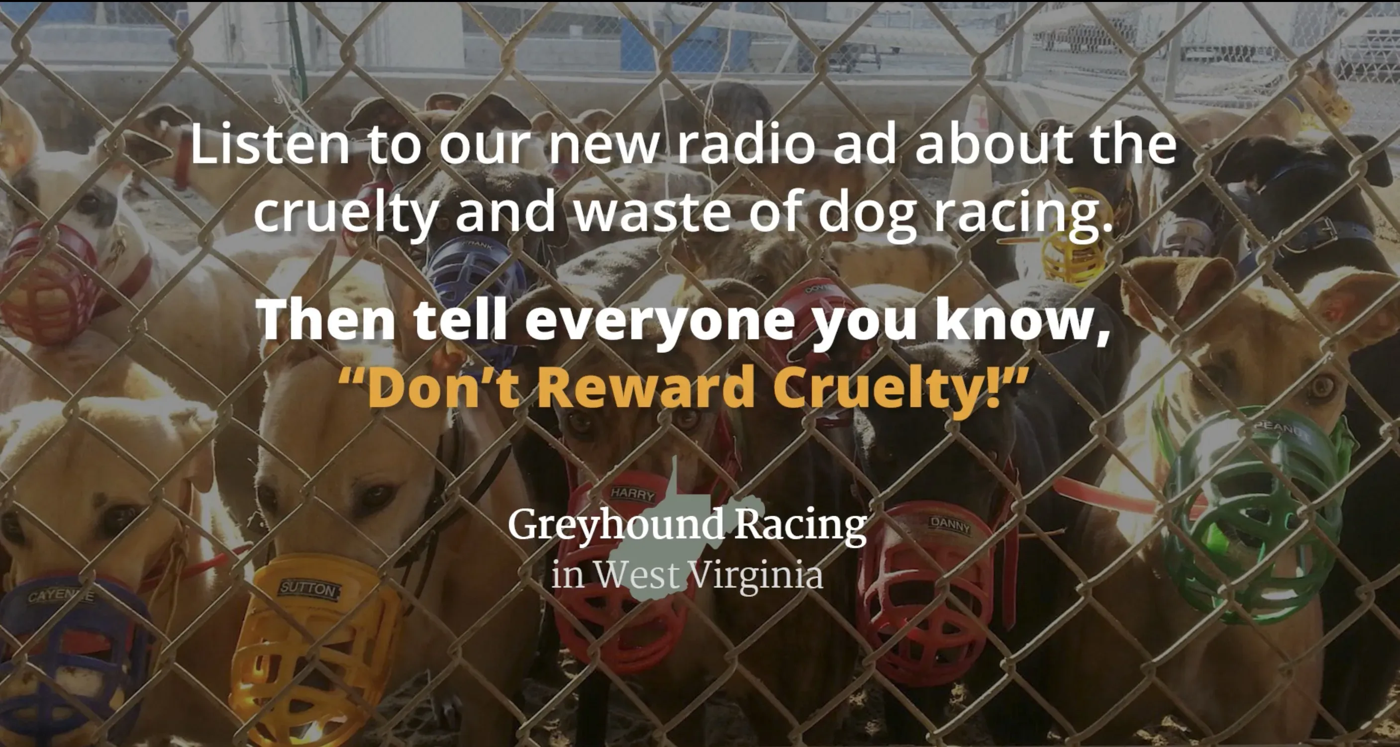 Greyhound racing WV pet levrieri