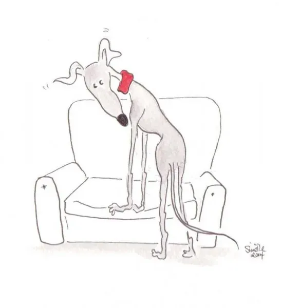 Greyhound yoga position number 20 Whilst no one is looking