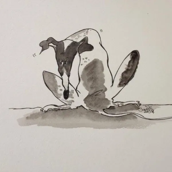 Greyhound yoga position number 409 The sulker AKA I am currently not talking to you but is that food you have