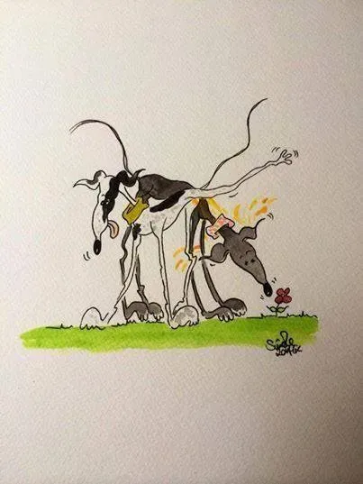 Greyhound yoga position number 888 Oopsey....