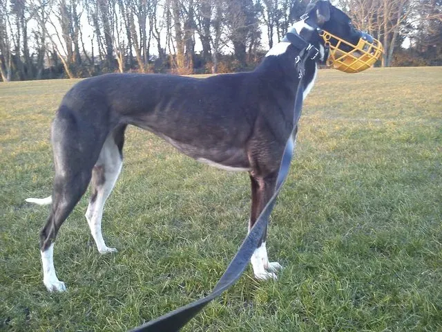 Greyhound Bellacini big