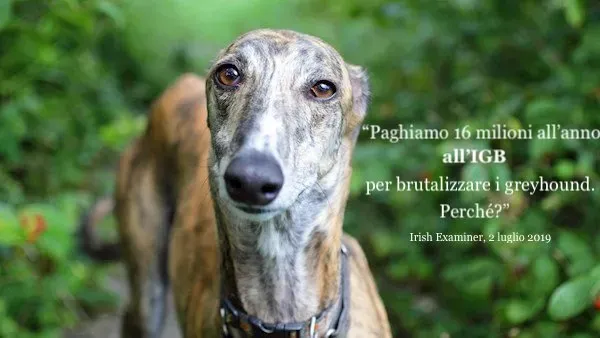 Greyhoundgenericcloseup1July2019 large 1