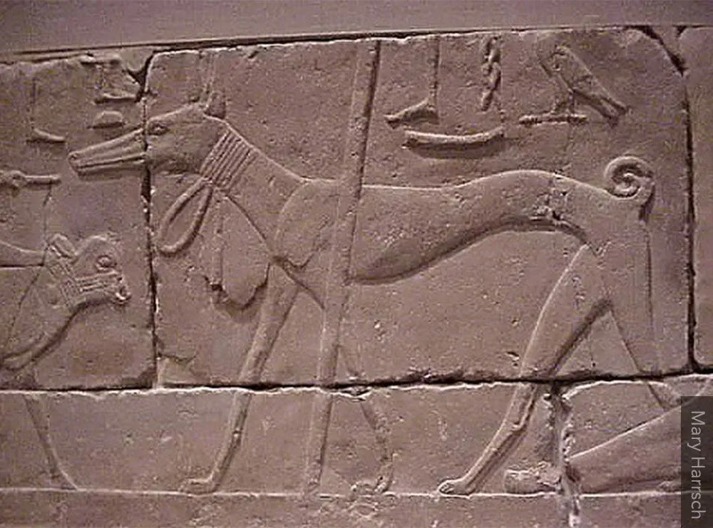 Greyhounds in Egypt