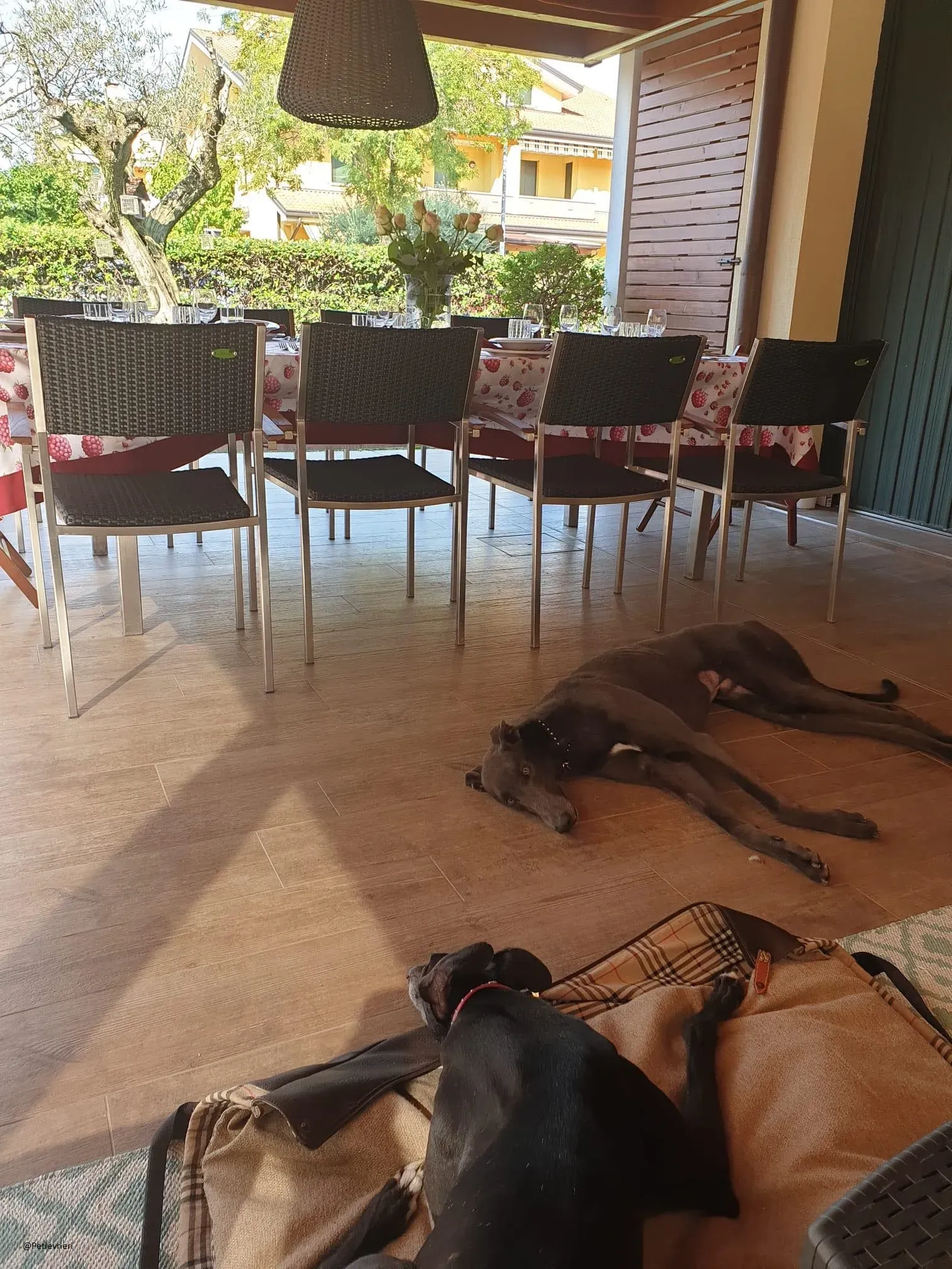 Guci Greyhound Adozione Pet Levrieri Blue Foster 1