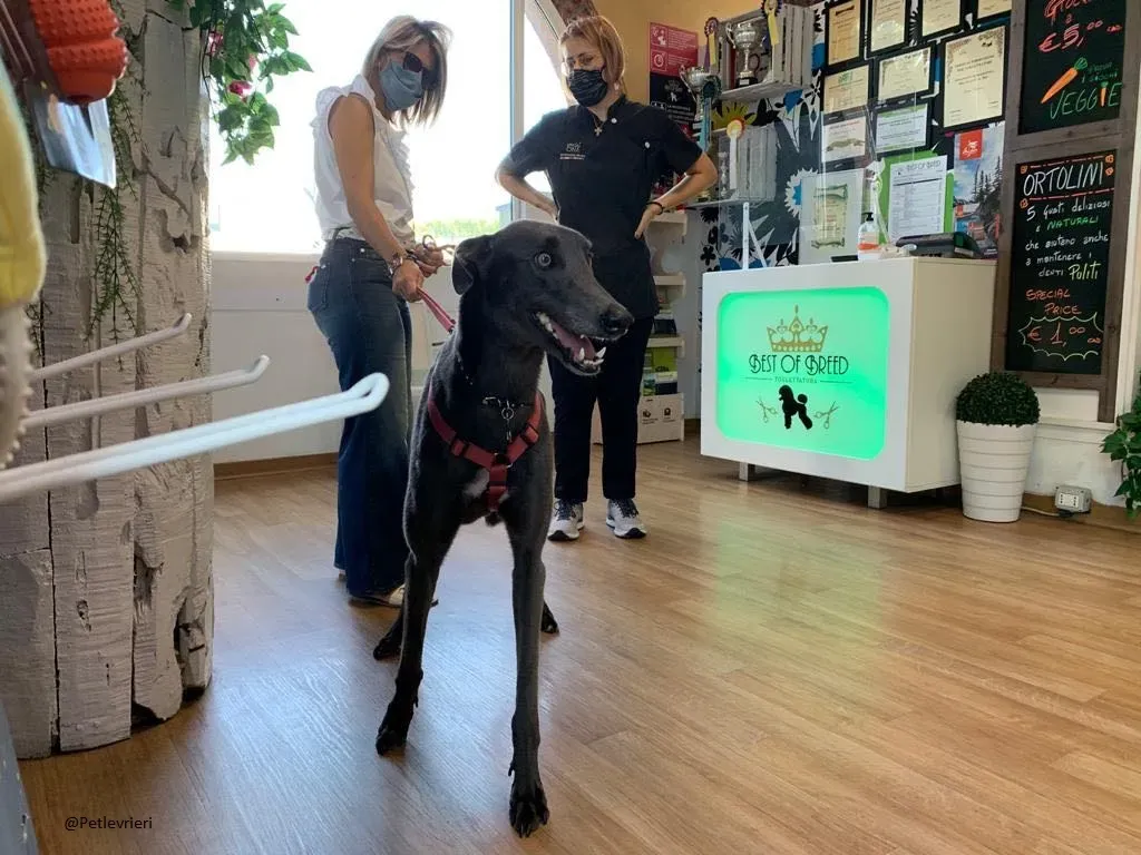 Guci Greyhound Adozione Pet Levrieri Blue Foster 2