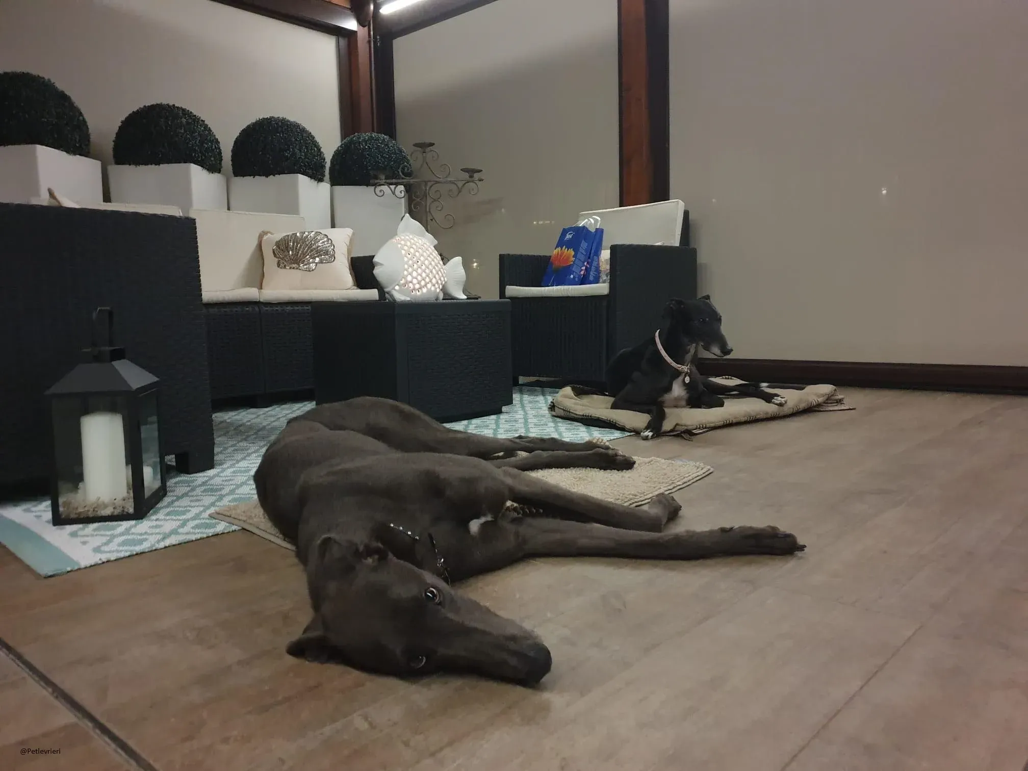 Guci Greyhound Adozione Pet Levrieri Blue Foster 3