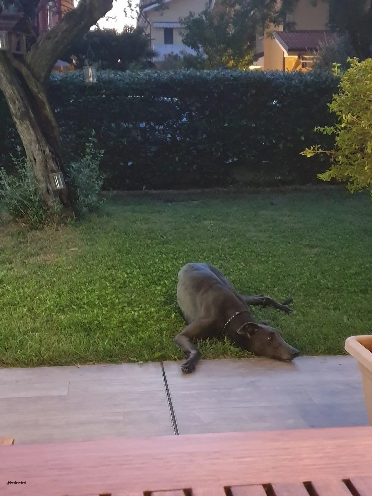 Guci Greyhound Adozione Pet Levrieri Blue Foster 4