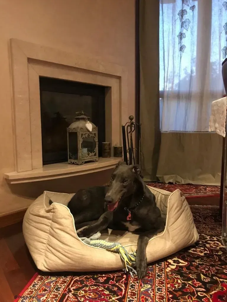 Guci Greyhound Adozione Pet Levrieri Blue Foster 5