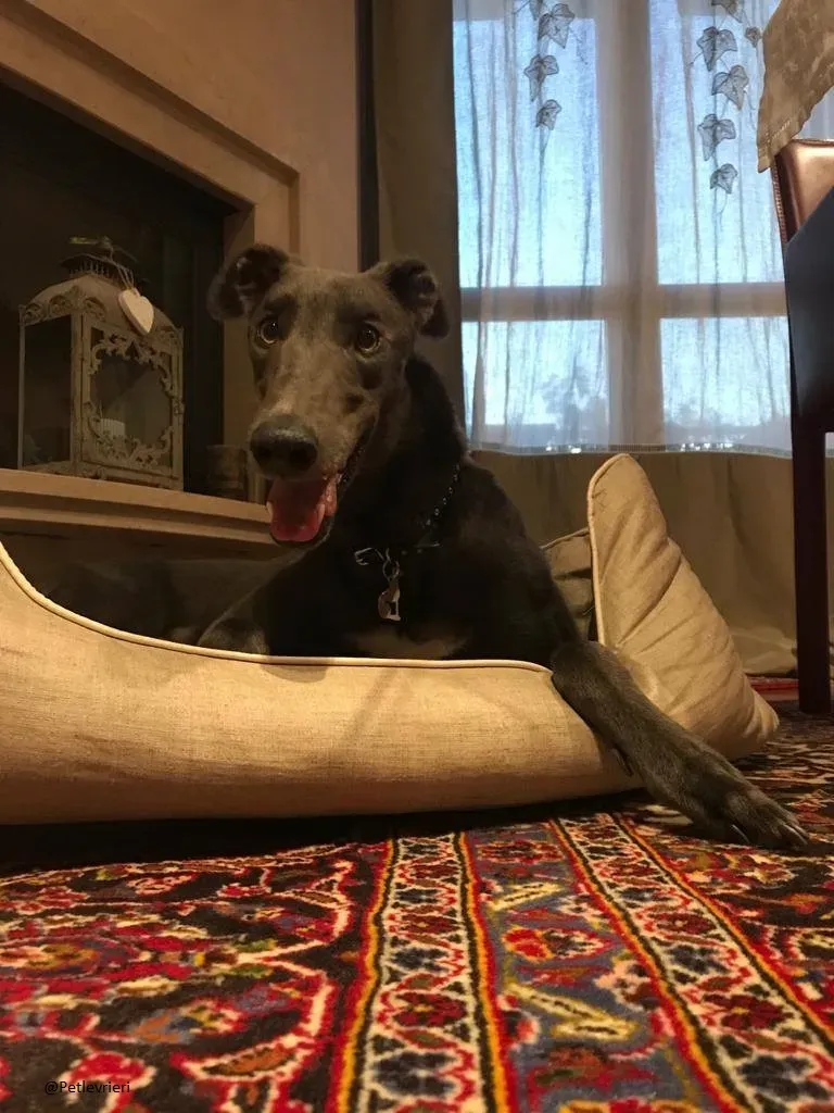 Guci Greyhound Adozione Pet Levrieri Blue Foster 7