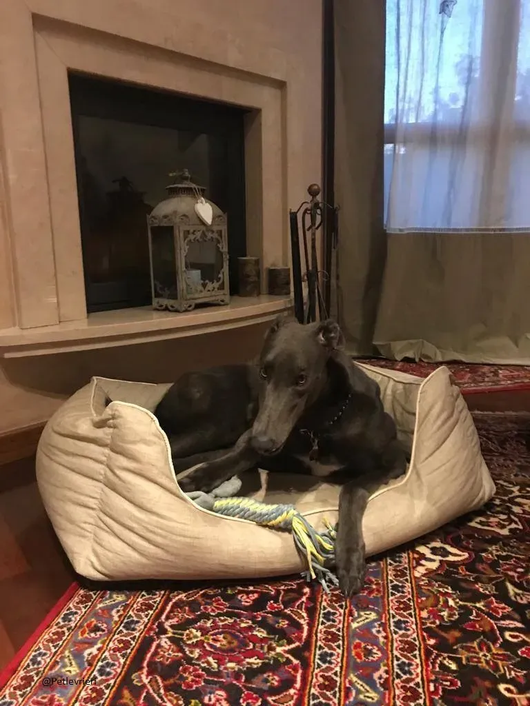 Guci Greyhound Adozione Pet Levrieri Blue Foster 8
