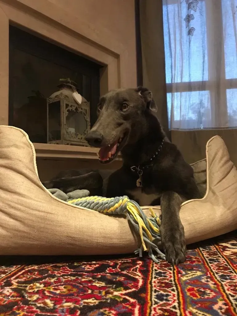 Guci Greyhound Adozione Pet Levrieri Blue Foster 9