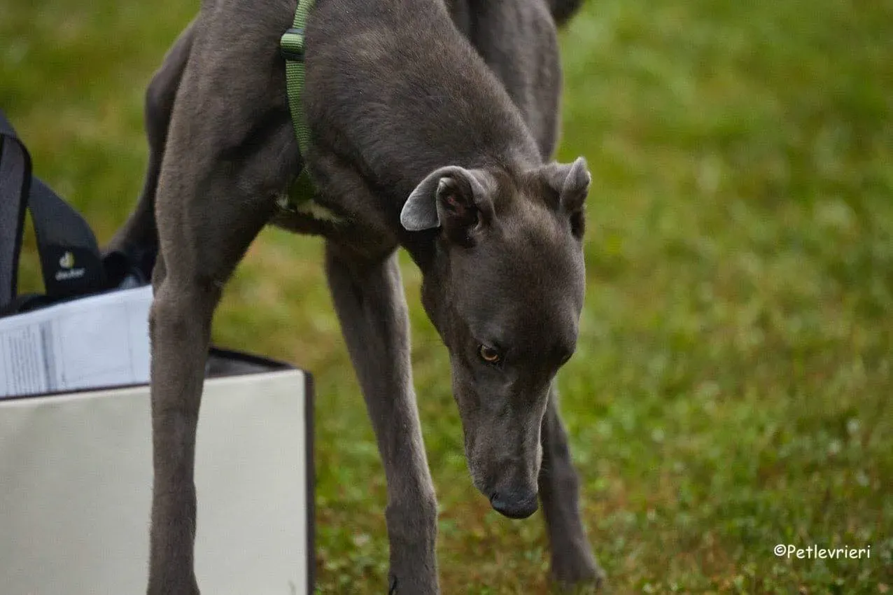 Guci Greyhound Blue Adozione pet levrieri foster 1
