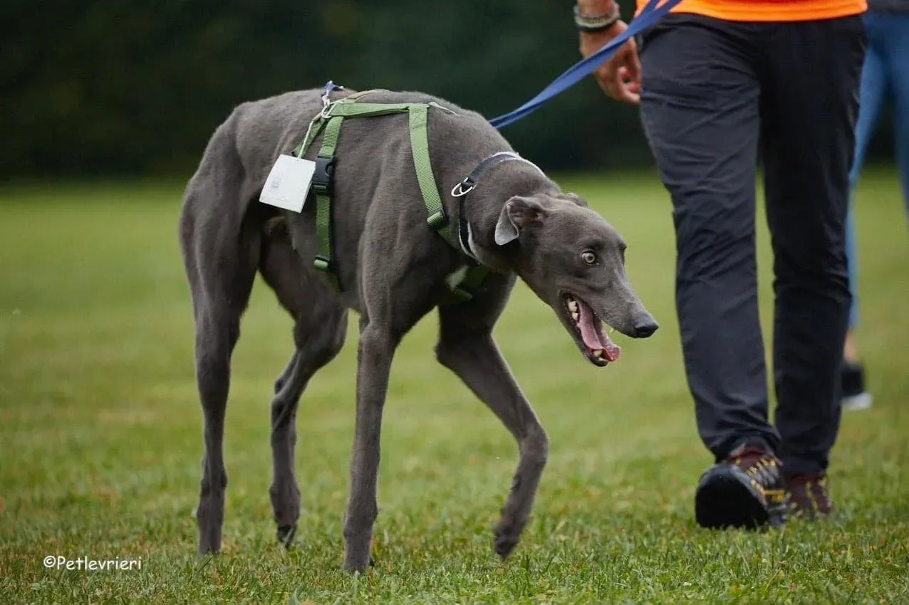 Guci Greyhound Blue Adozione pet levrieri foster 10