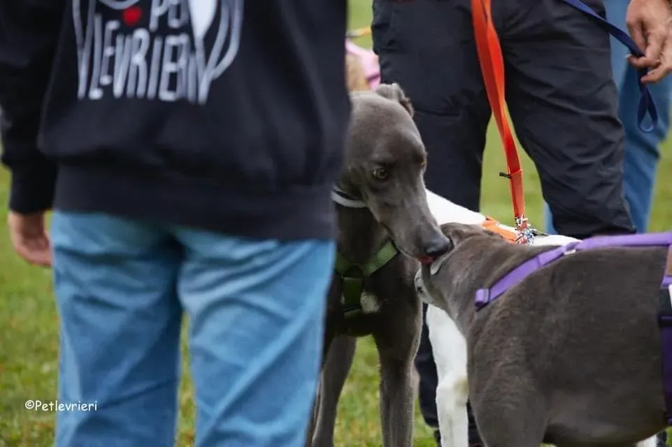 Guci Greyhound Blue Adozione pet levrieri foster 11