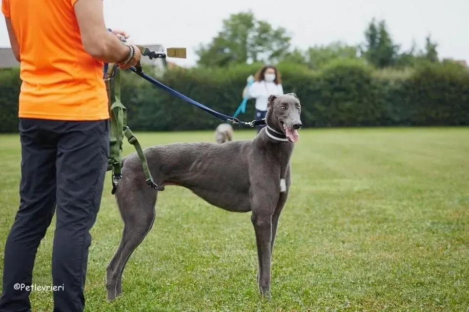 Guci Greyhound Blue Adozione pet levrieri foster 12