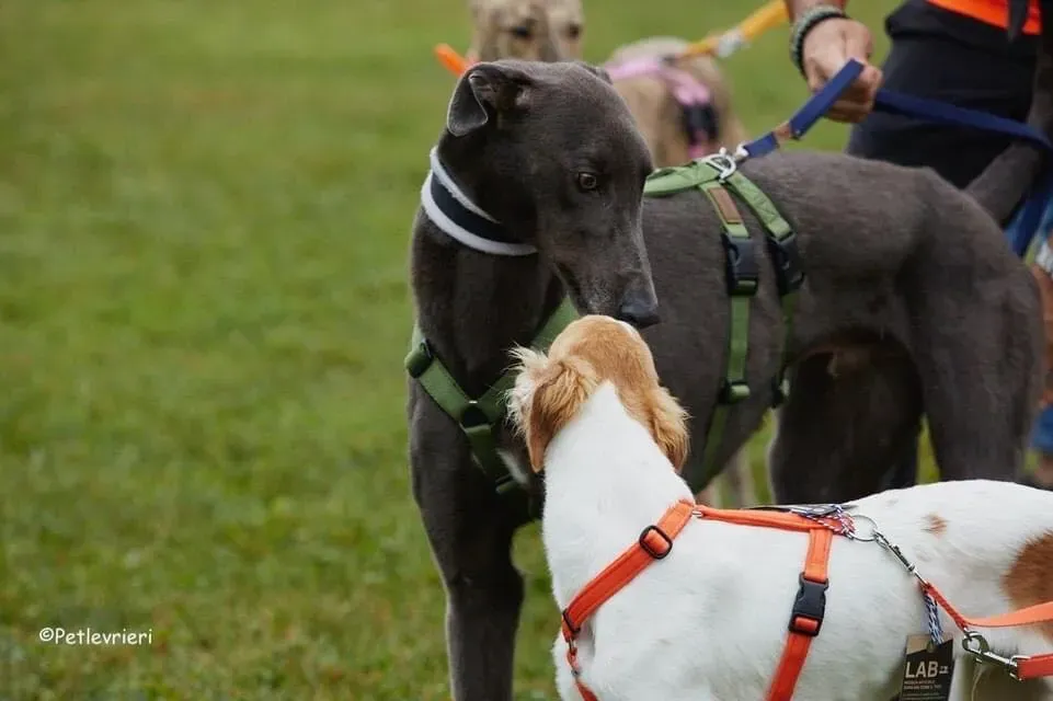 Guci Greyhound Blue Adozione pet levrieri foster 2