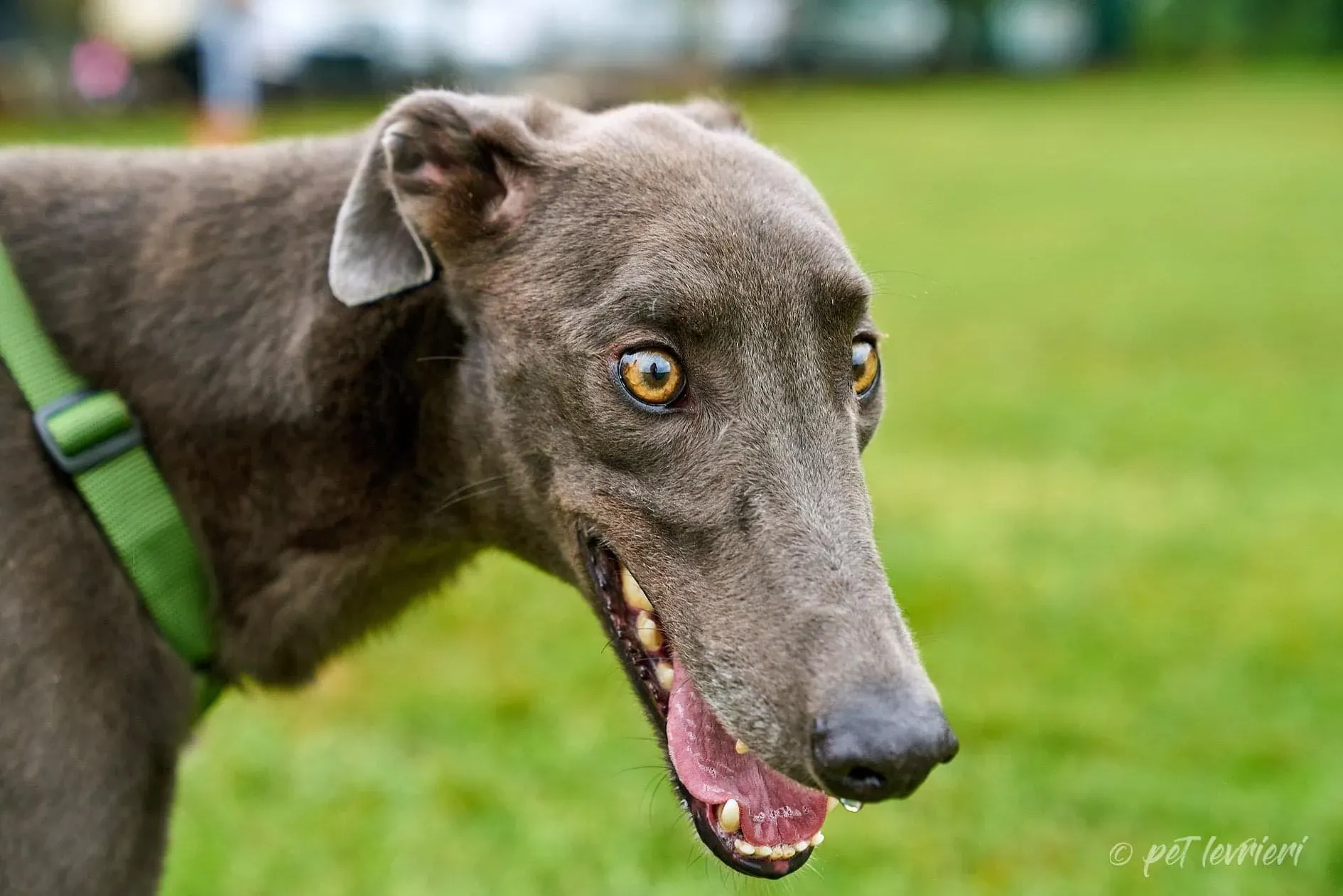 Guci Greyhound Blue Adozione pet levrieri foster 3