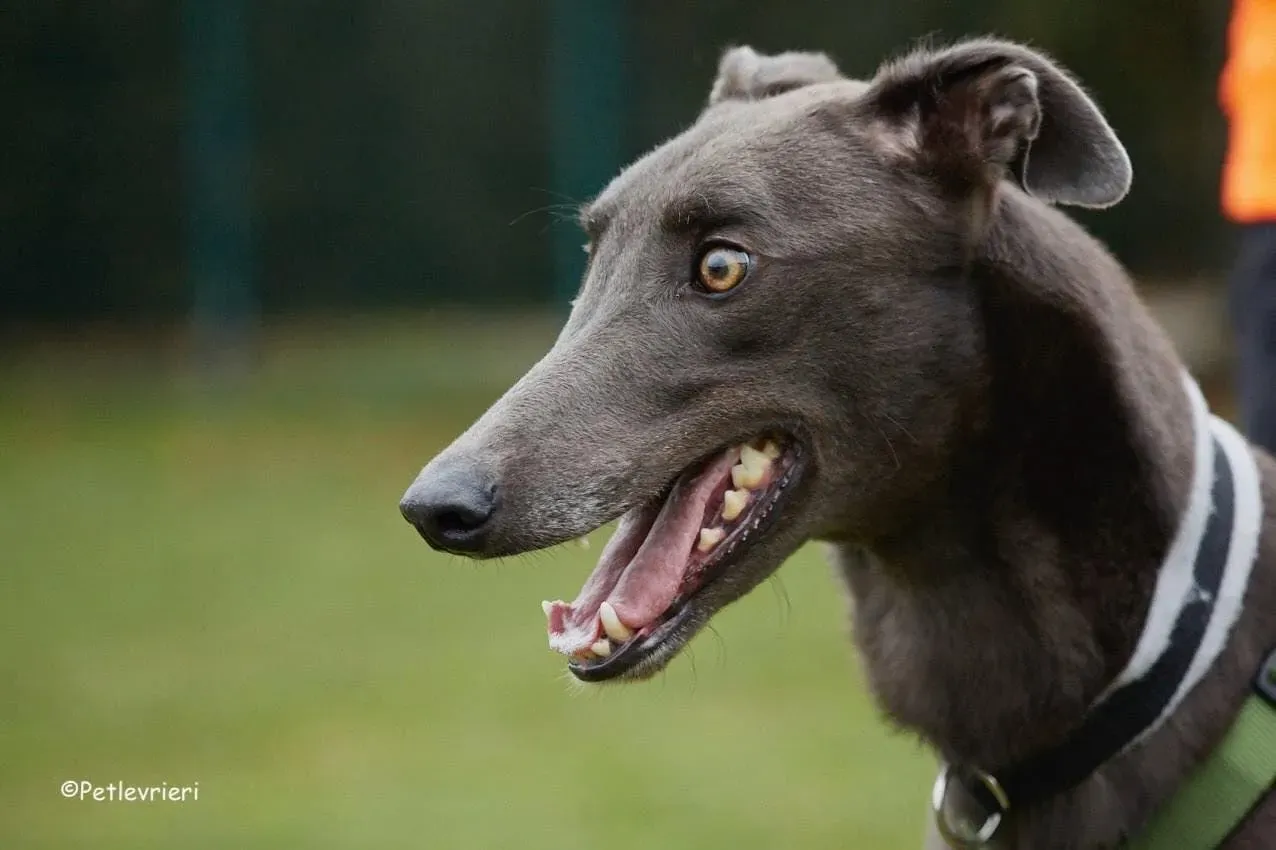 Guci Greyhound Blue Adozione pet levrieri foster 4