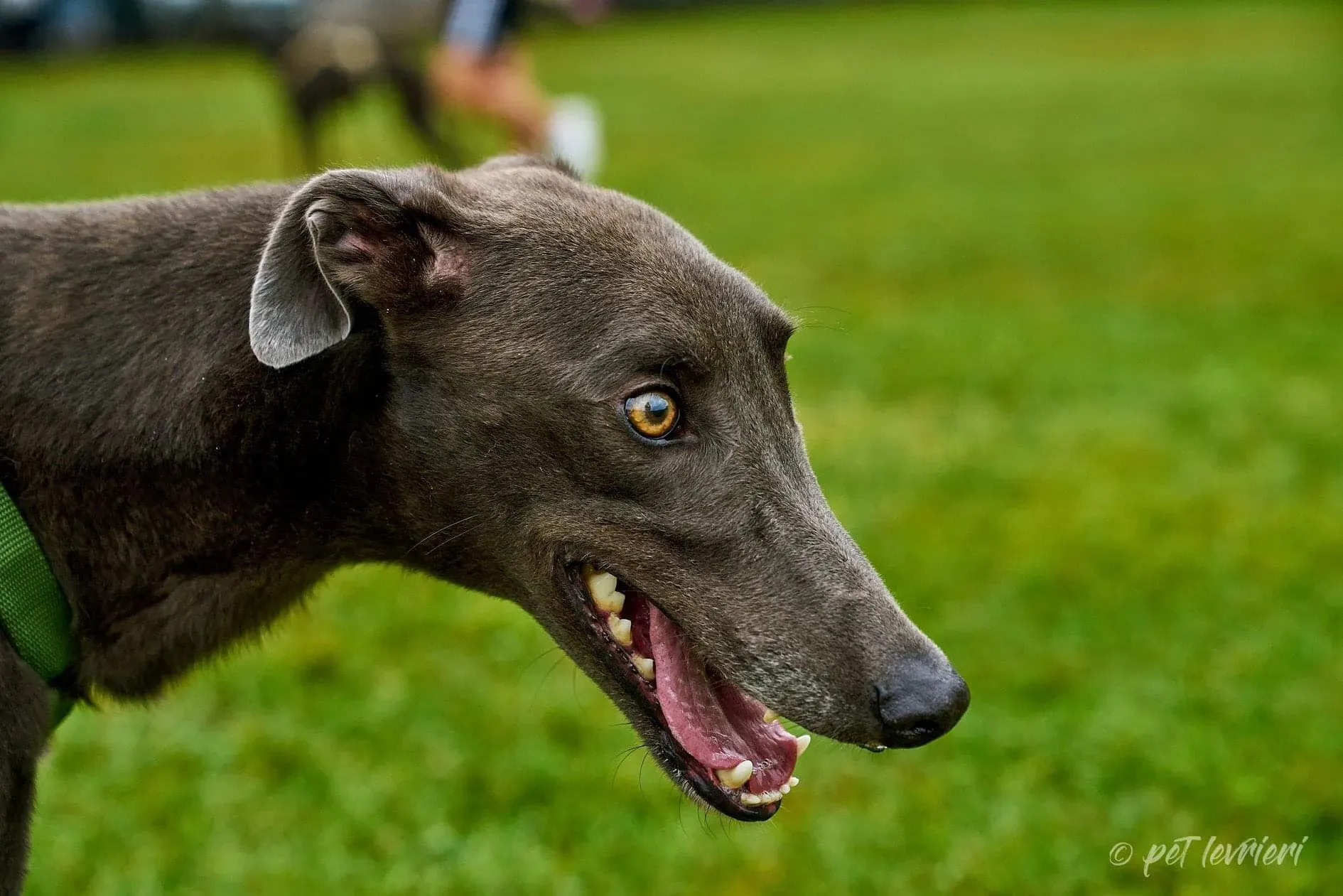 Guci Greyhound Blue Adozione pet levrieri foster 5