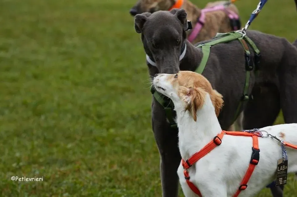 Guci Greyhound Blue Adozione pet levrieri foster 6