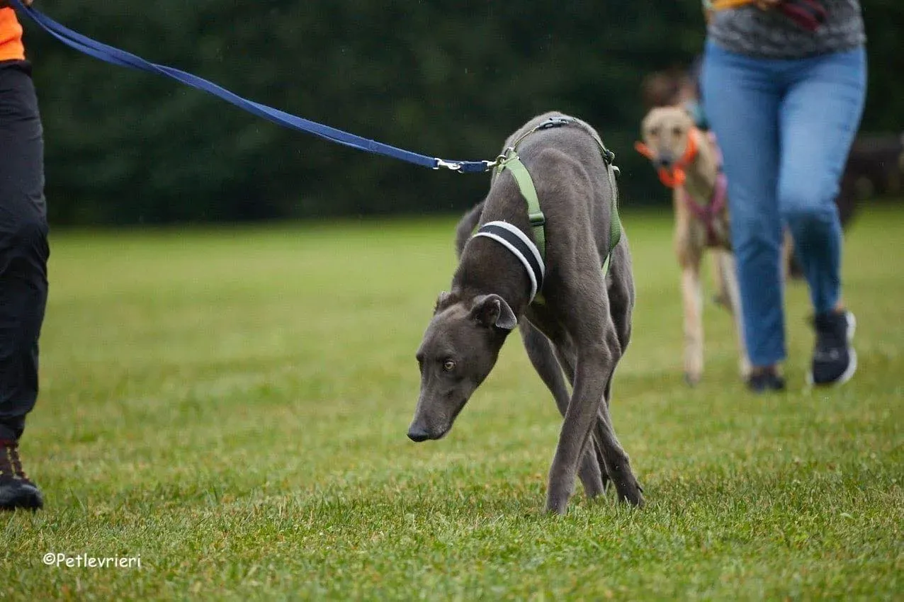 Guci Greyhound Blue Adozione pet levrieri foster 7