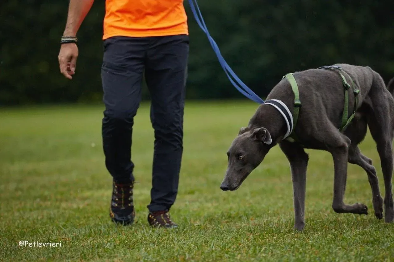 Guci Greyhound Blue Adozione pet levrieri foster 8