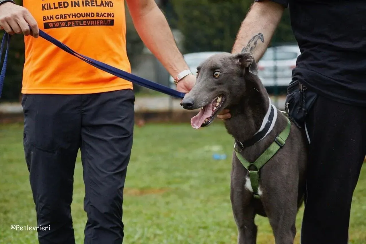 Guci Greyhound Blue Adozione pet levrieri foster 9