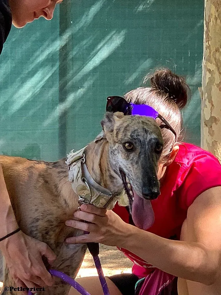 Guindilla adozione levrieri galgo 01 1