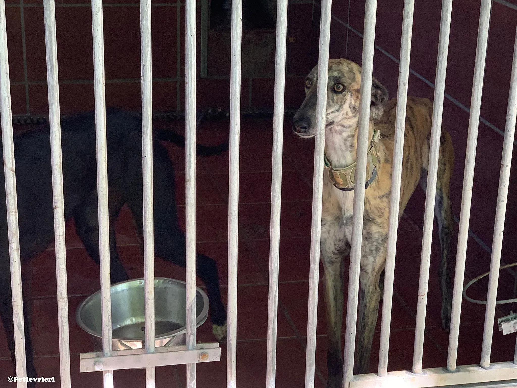 Guindilla adozione levrieri galgo 02 1