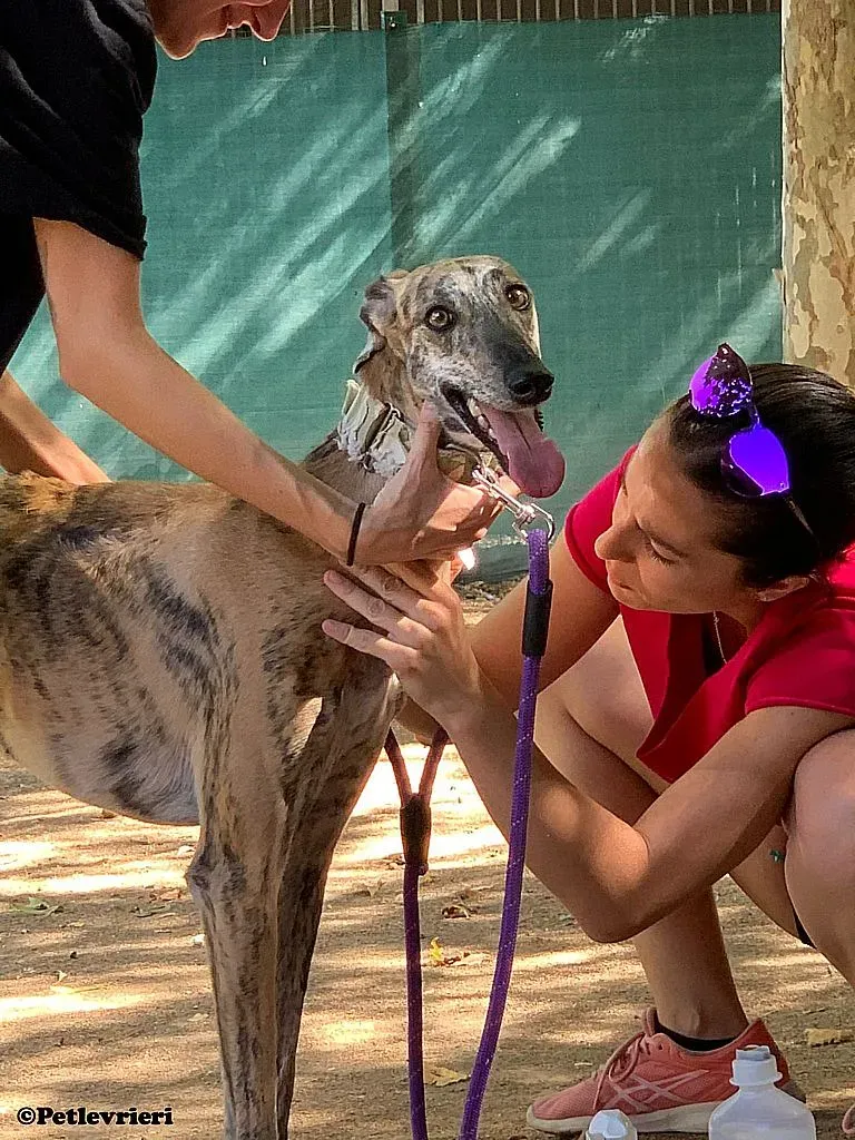 Guindilla adozione levrieri galgo 02