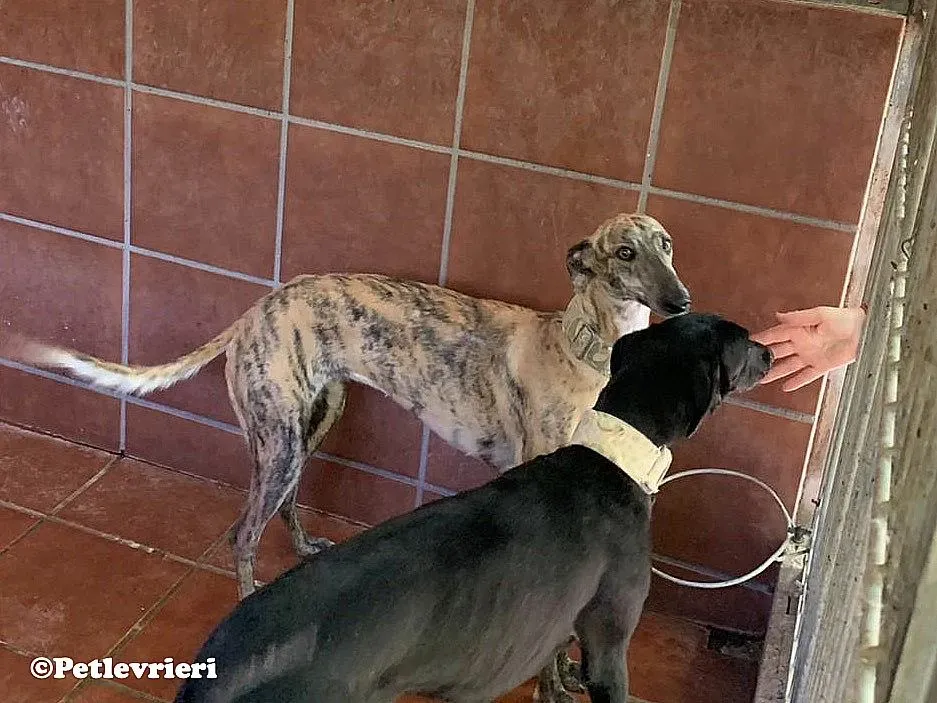 Guindilla adozione levrieri galgo 02 1