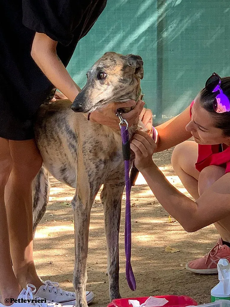 Guindilla adozione levrieri galgo 01