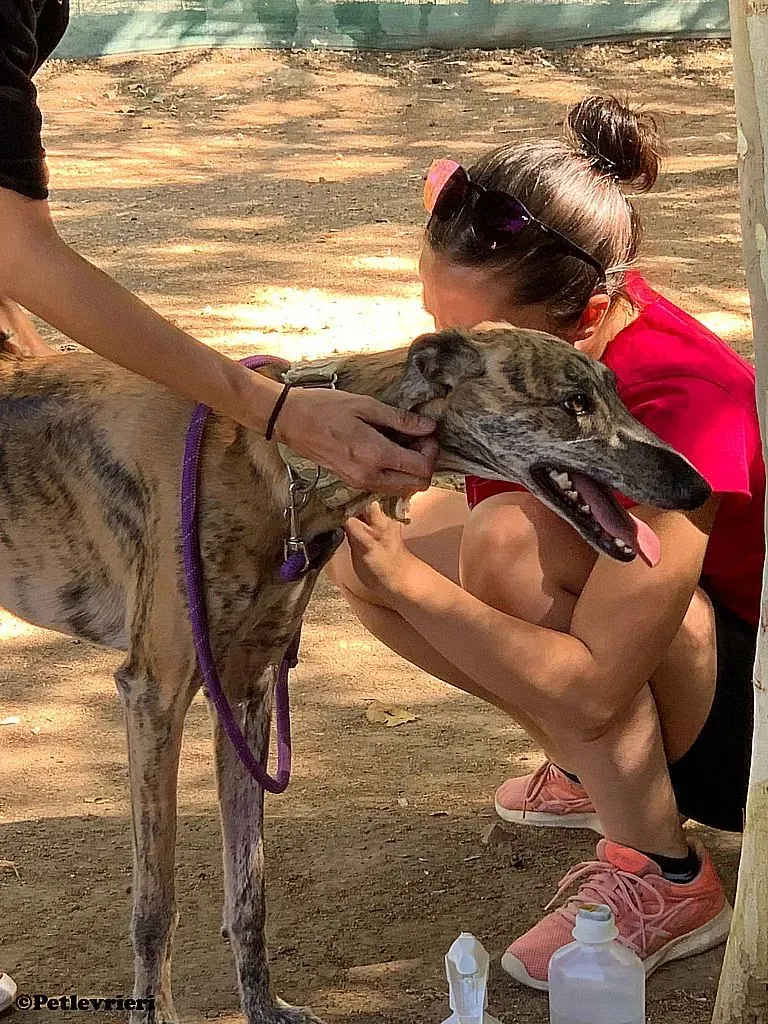 Guindilla adozione levrieri galgo 03