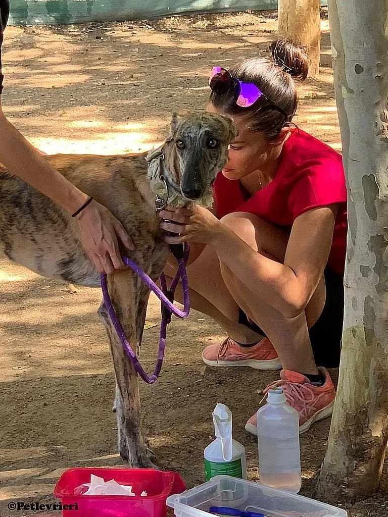 Guindilla adozione levrieri galgo 04