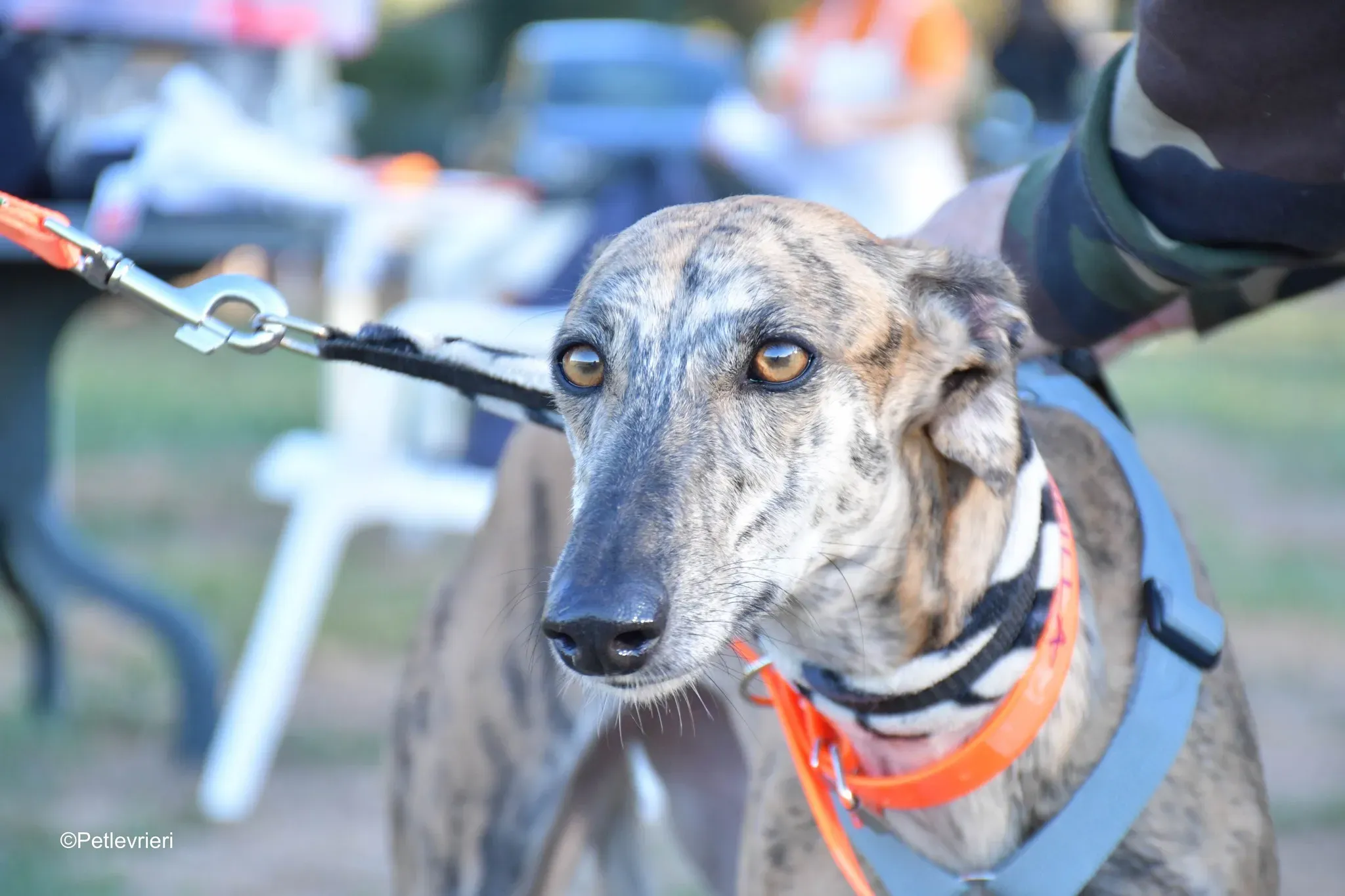 Guindilla adozione levrieri galgo20