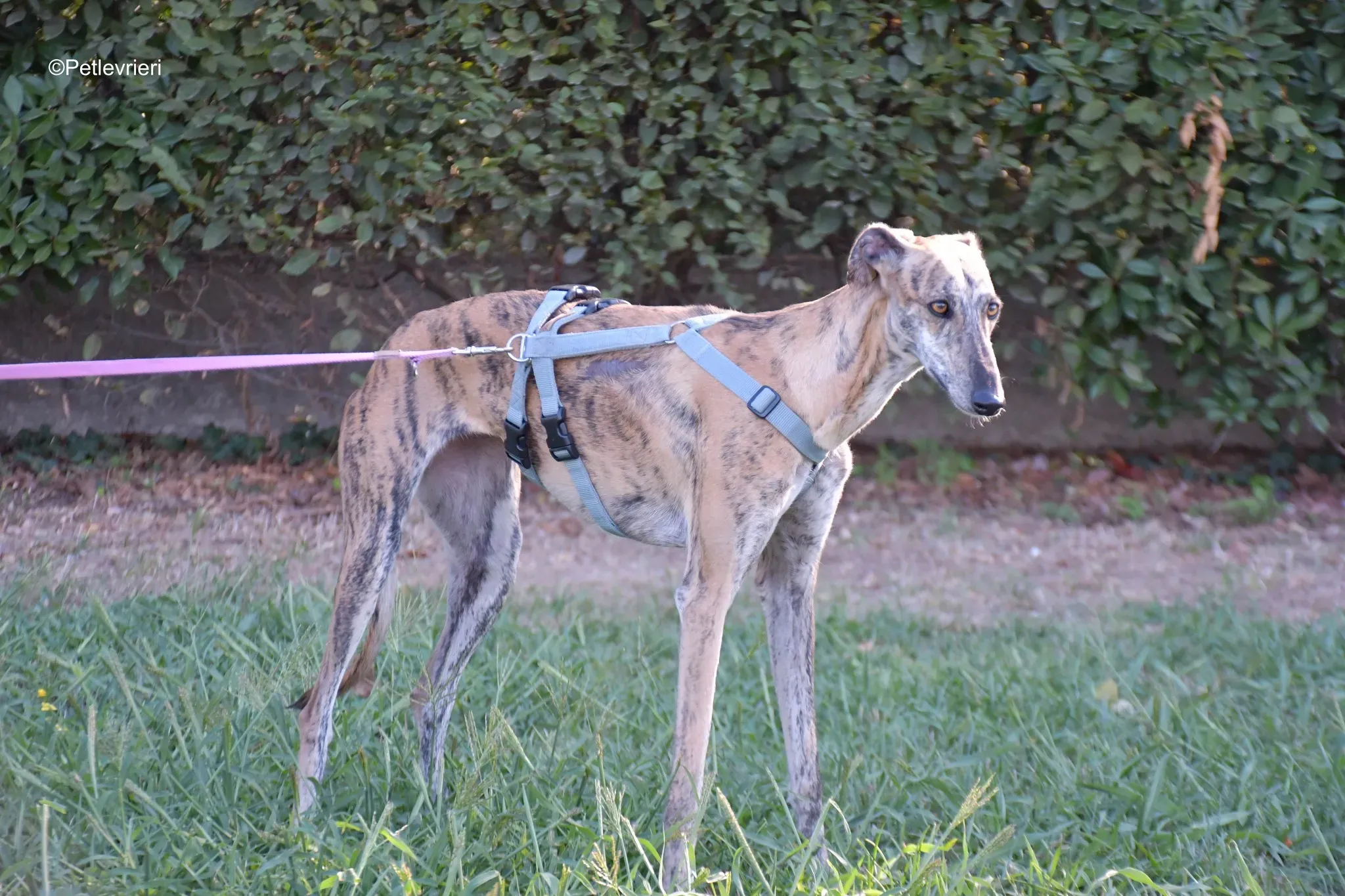 Guindilla adozione levrieri galgo21