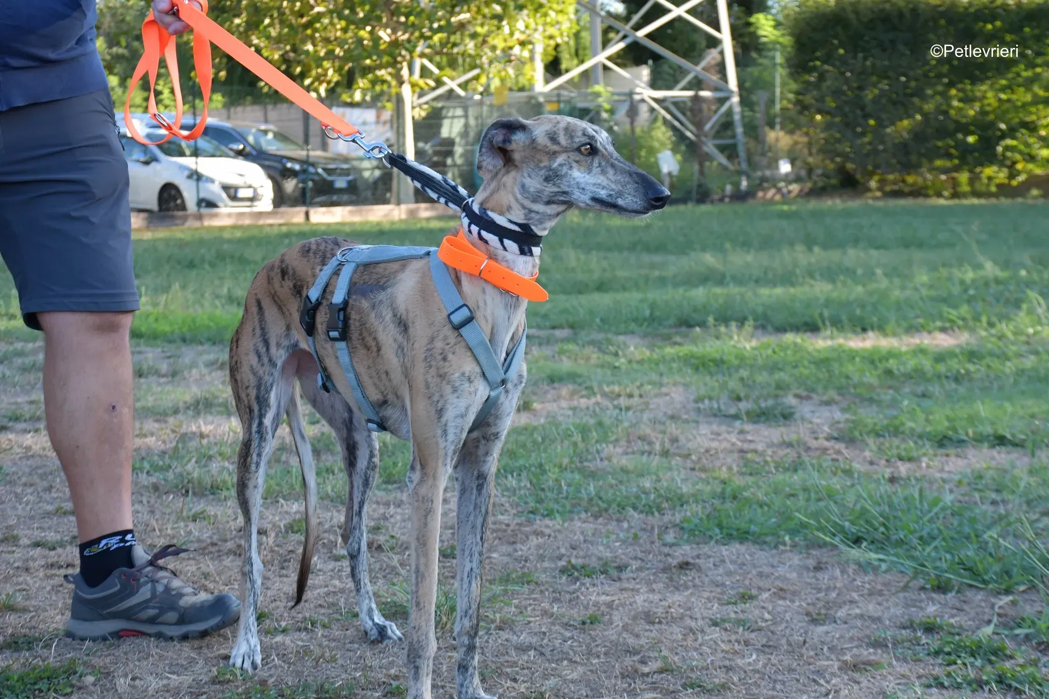 Guindilla adozione levrieri galgo22