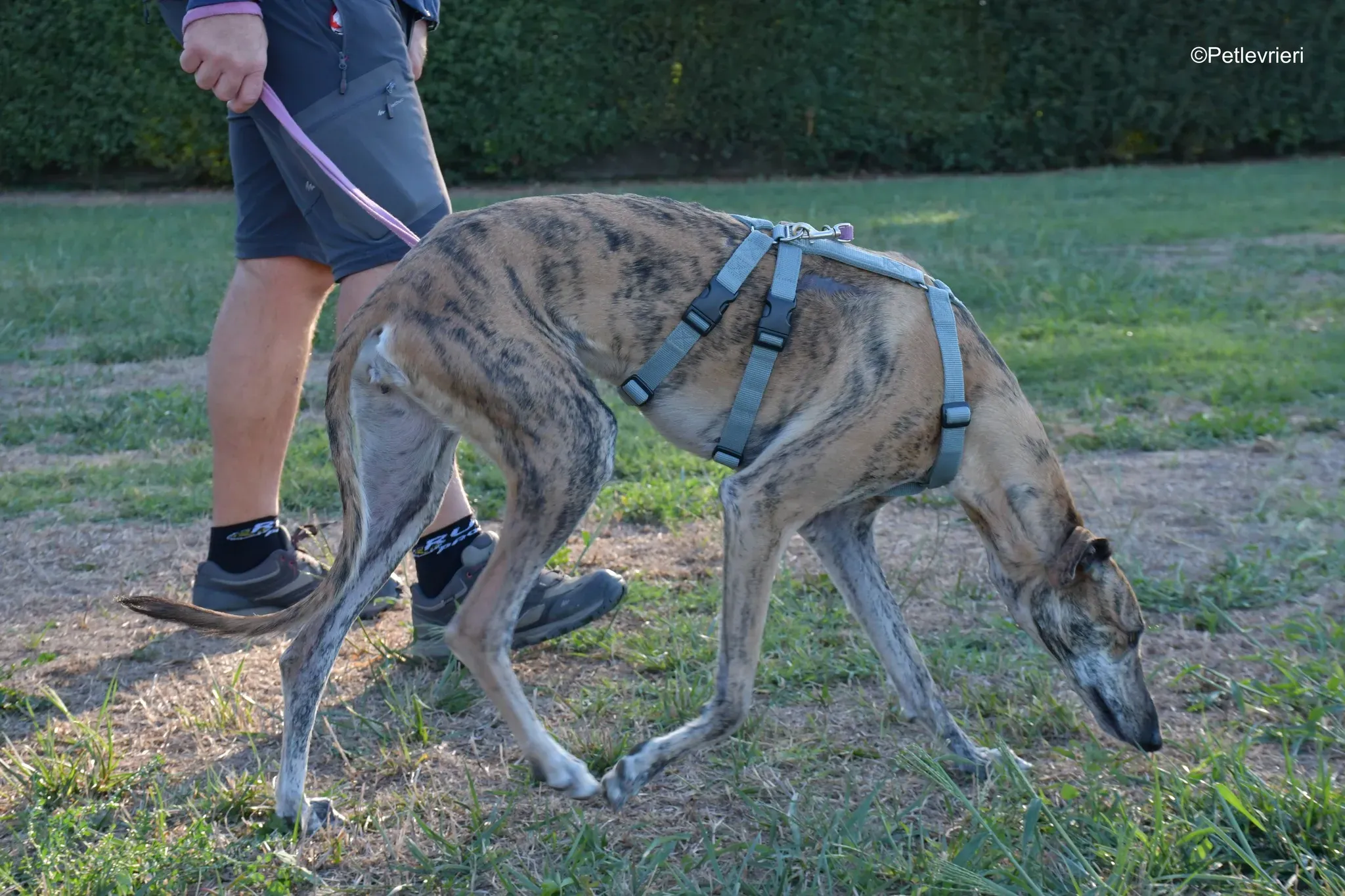 Guindilla adozione levrieri galgo23