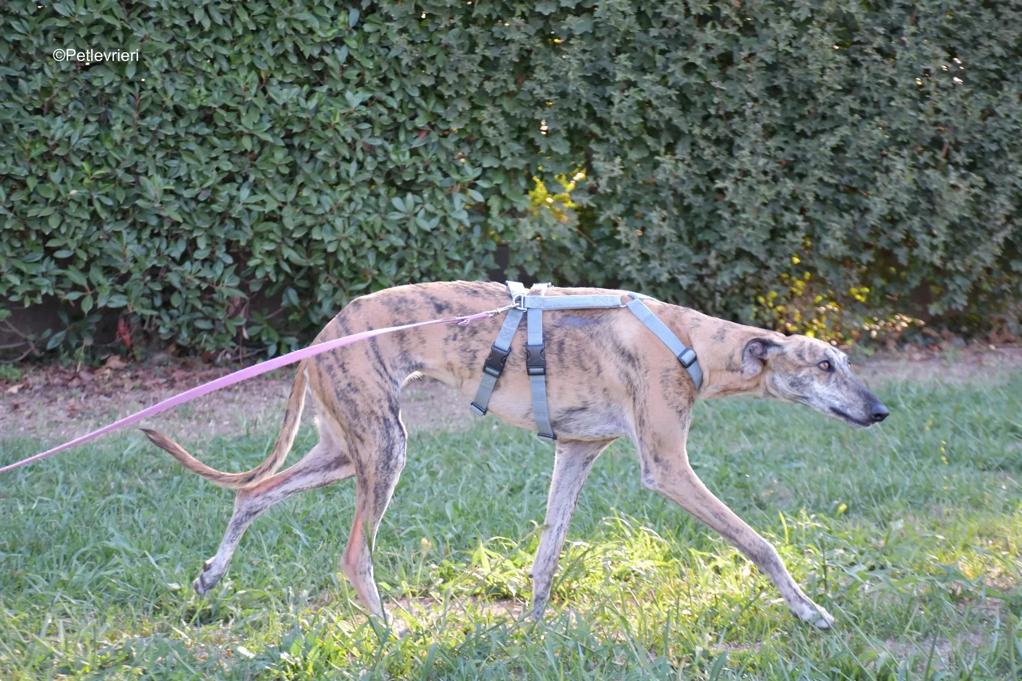 Guindilla adozione levrieri galgo24