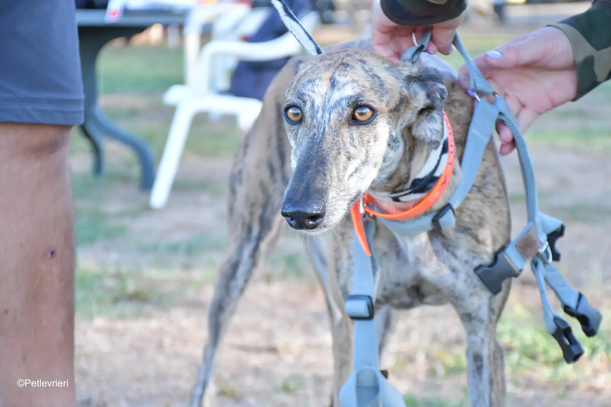 Guindilla adozione levrieri galgo25