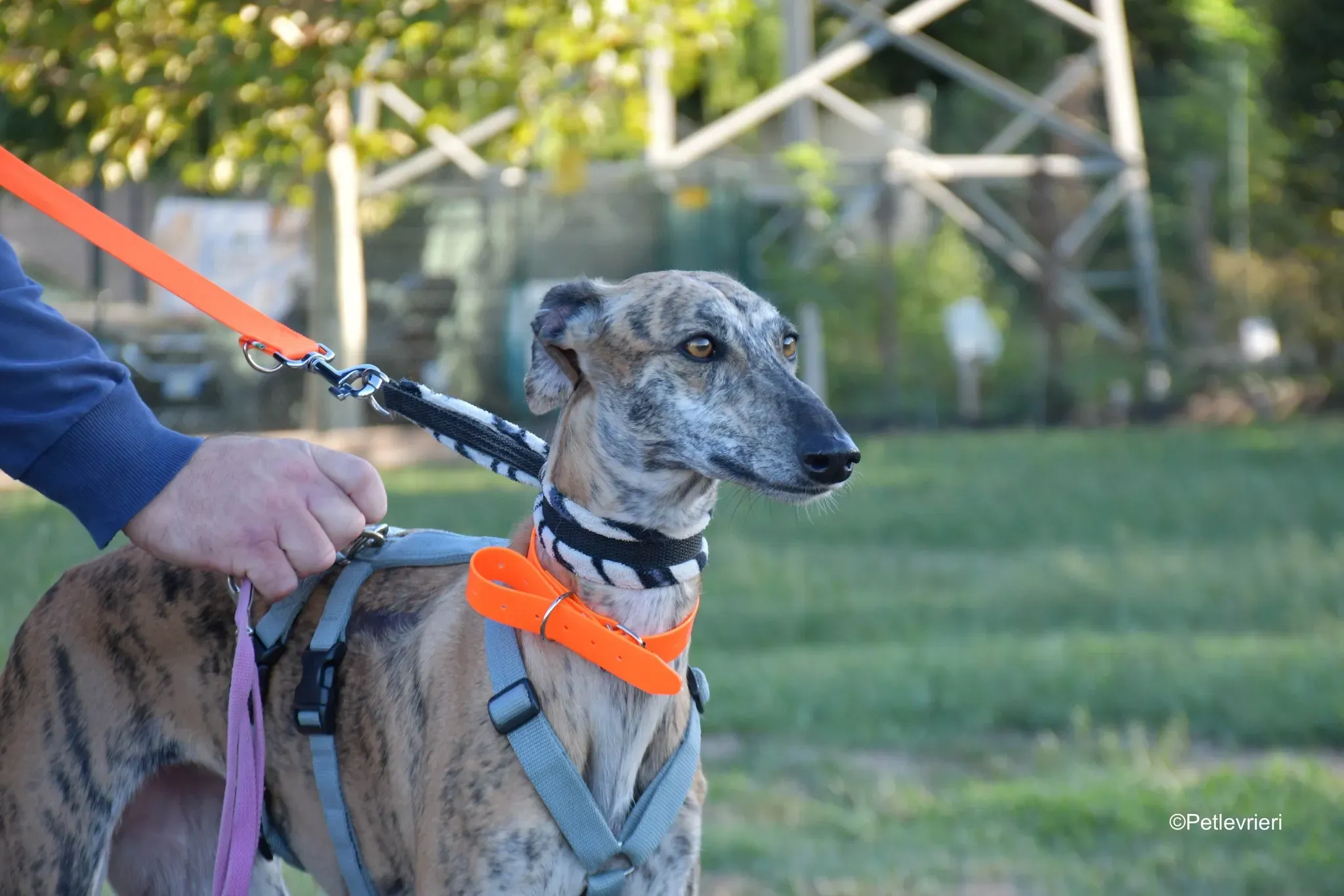 Guindilla adozione levrieri galgo26