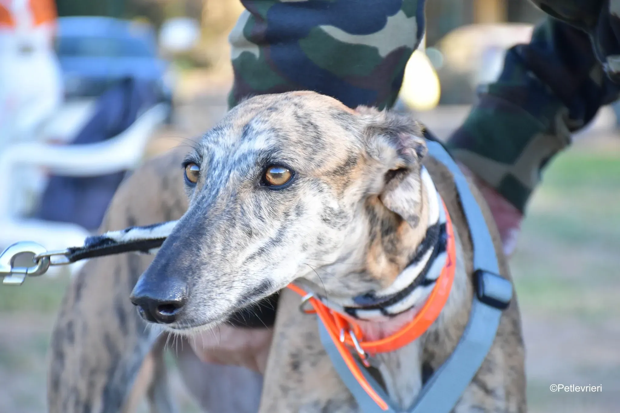 Guindilla adozione levrieri galgo27