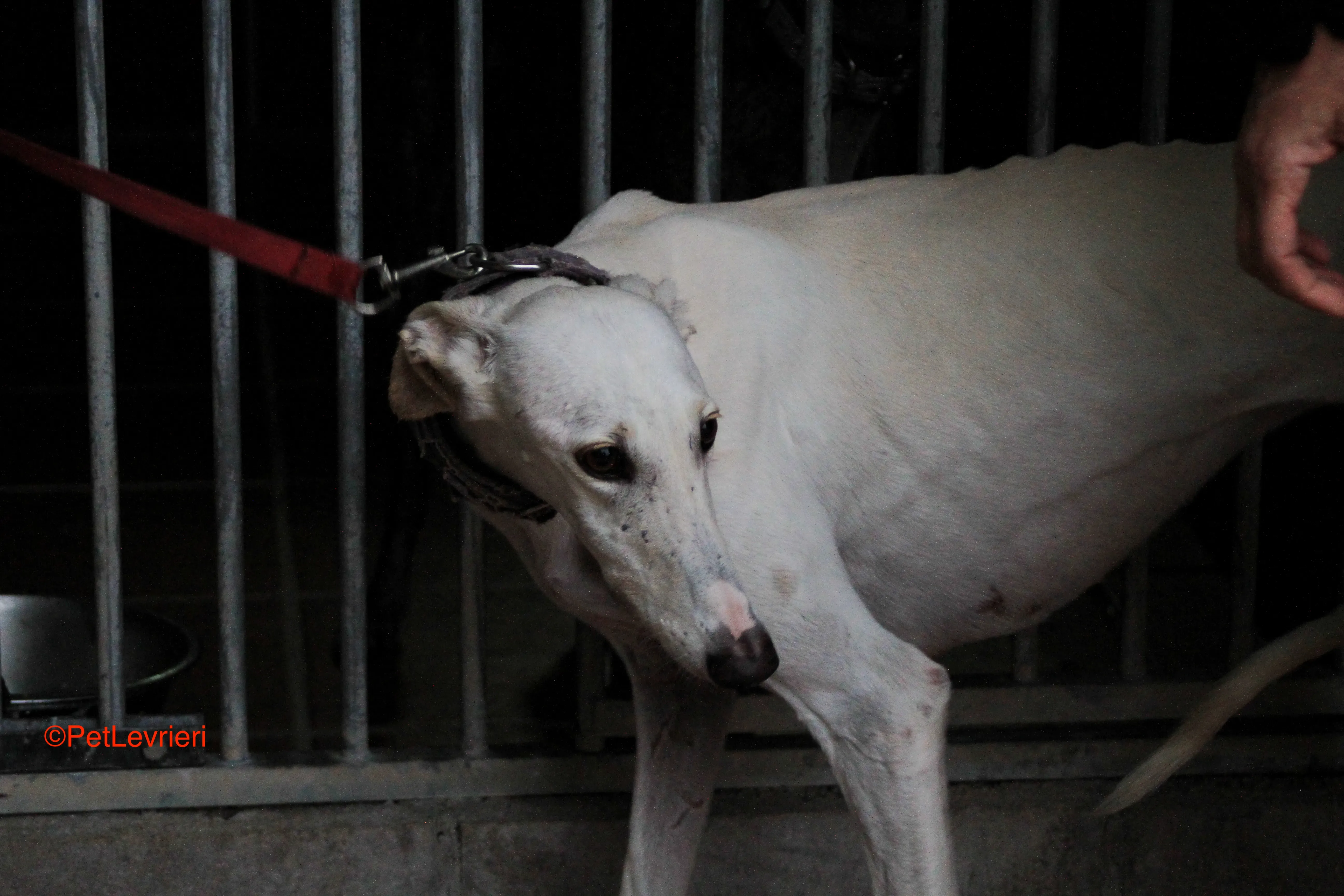 Guinea adozione levrieri galgo 1
