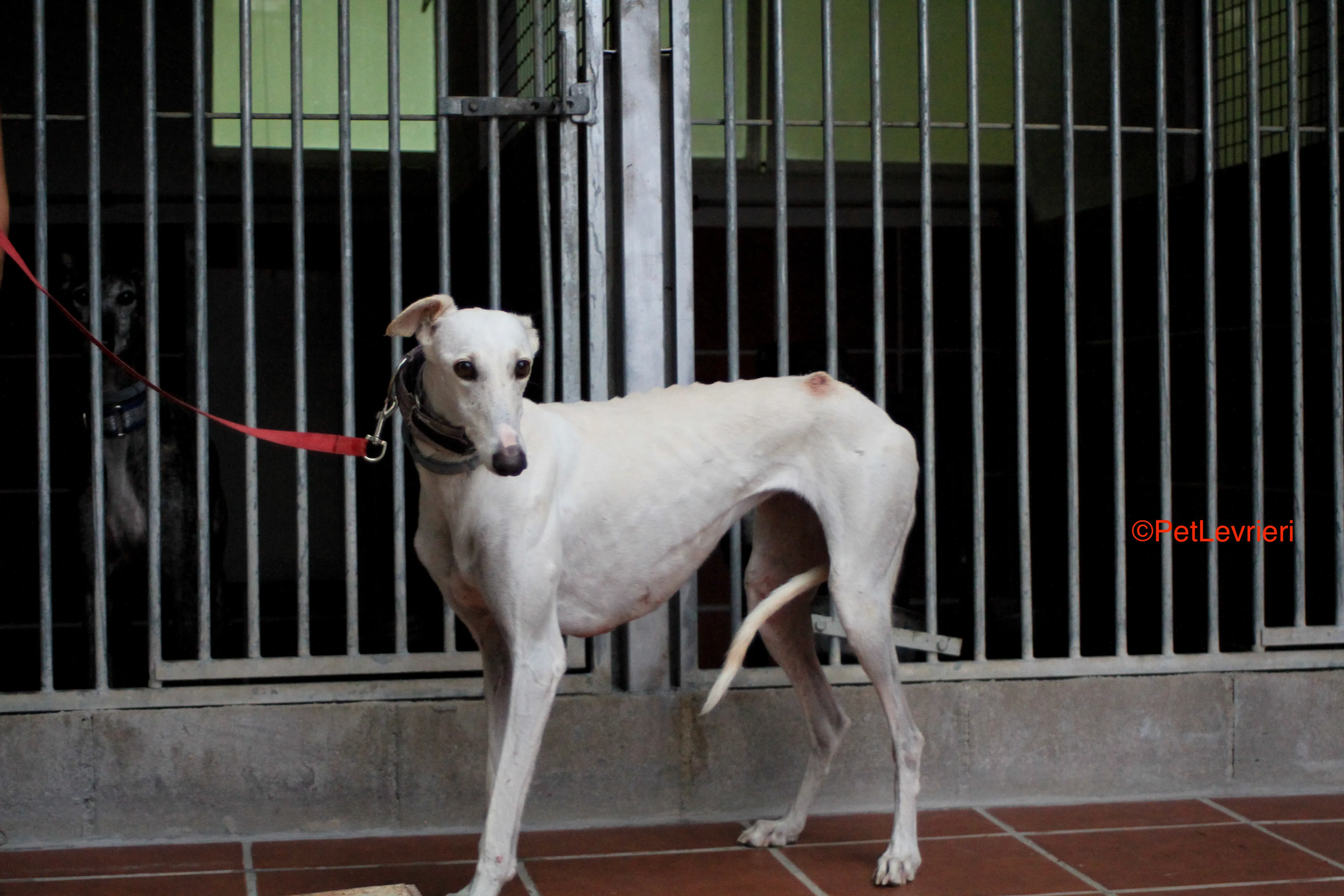 Guinea adozione levrieri galgo 10