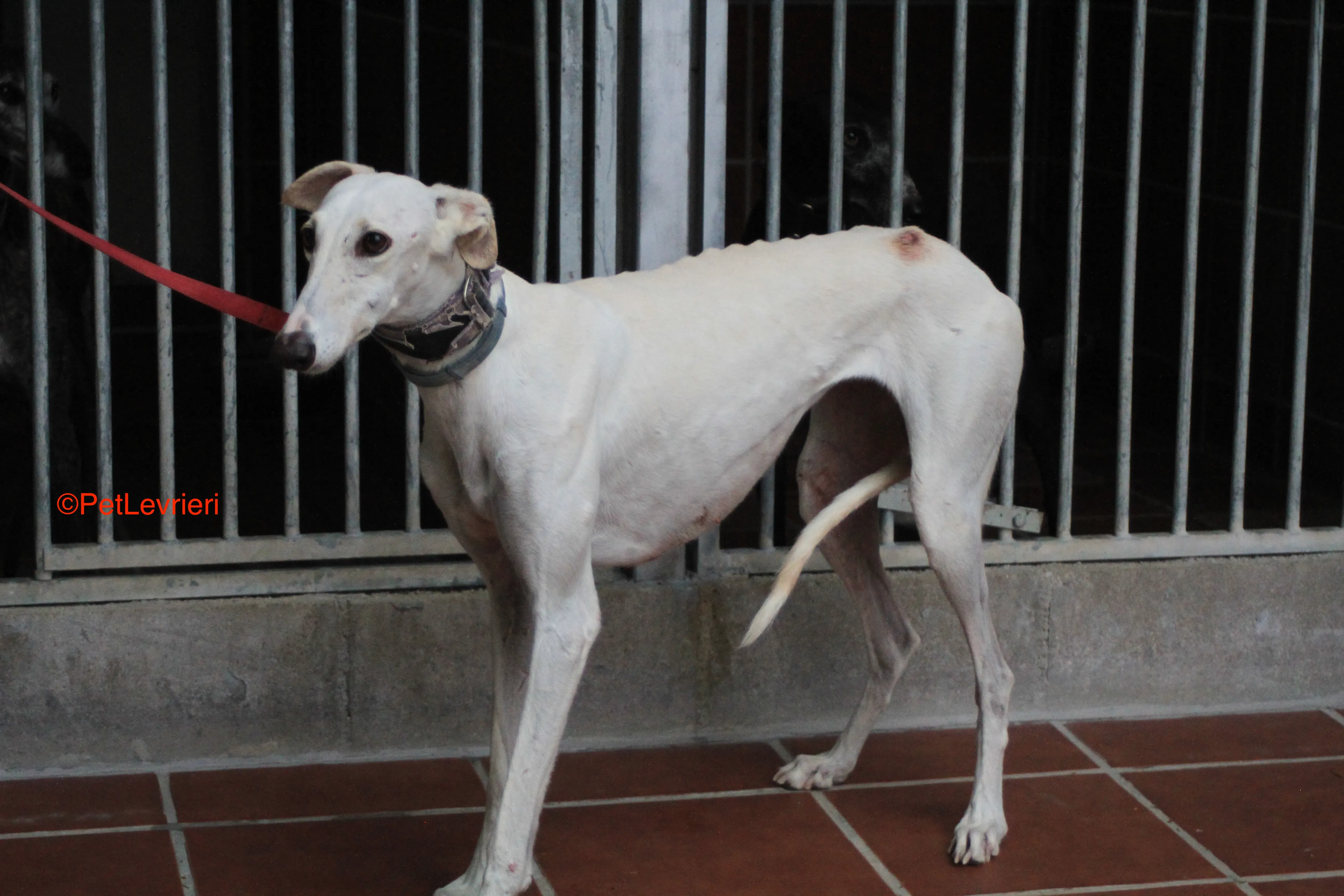Guinea adozione levrieri galgo 11
